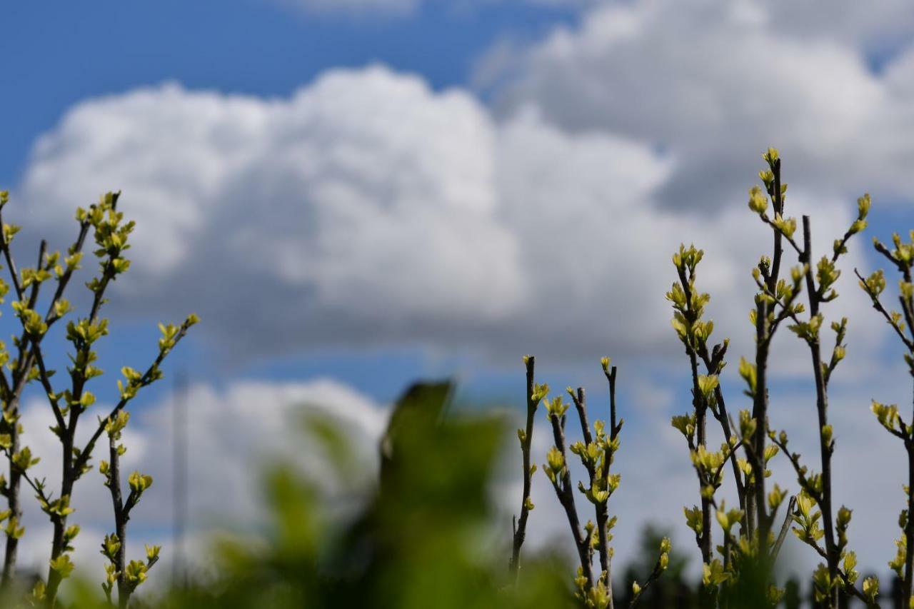 Pensiunea Yogi Dunavăţu de Jos Buitenkant foto